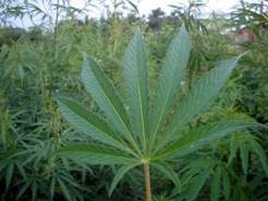 以色列拉比称:医用大麻是Kosher可用的